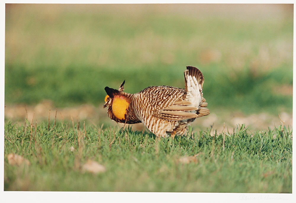 Patricia Duncan Image of the Prairie Hen