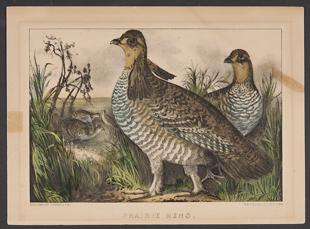 The Prairie inspires art and natural exploration for many, and our initiative means to further those explorations. Take, for instance two images of items in the Beach Museum's holdings, created over 100 years apart: a Currier and Ives's Lithograph, "Prairie Hens", ca. 1870 (this image) and a photo by Patricia Duncan of the Prairie Hen, entitled "Greater Prairie Chicken - Flint Hills #37" (Copyright held by the Beach Museum, the image below). Each highlights the Prairie Hen through vivid artistry and great interest for representing them in their native environment, the Prairie.