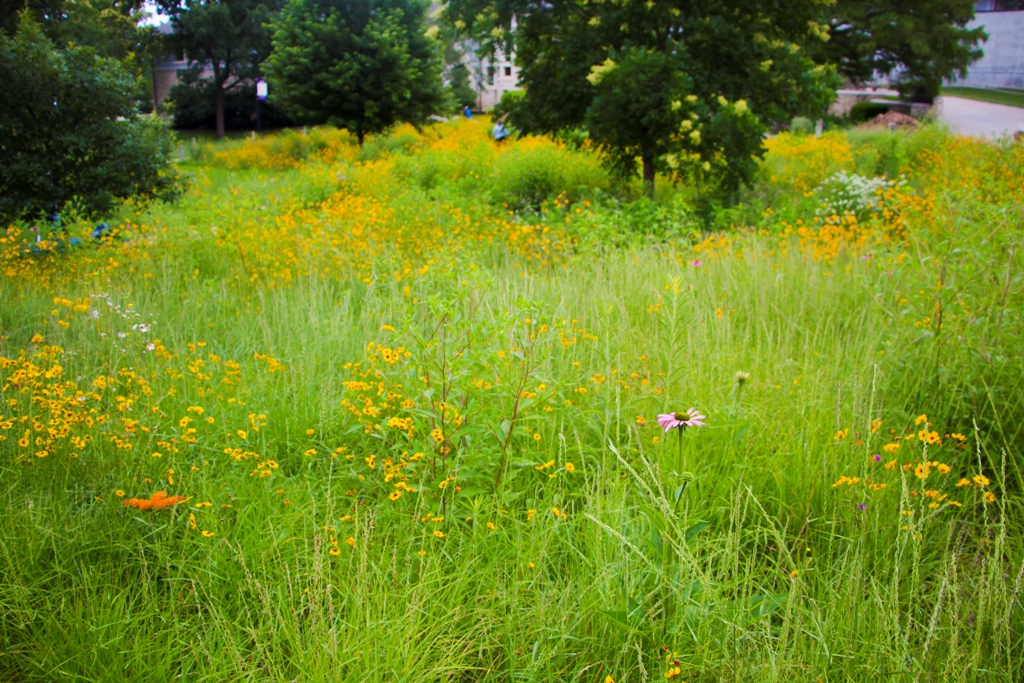 the meadow a year and a half later